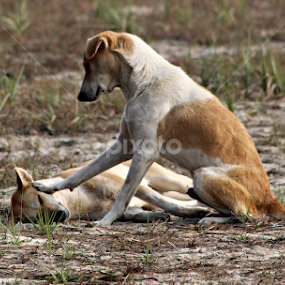 Wake up brother and come for playing by Subrata Sarkar - Animals - Dogs Playing