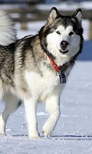 How to get Alaskan Malamutes Wallpapers 1.0 unlimited apk for laptop