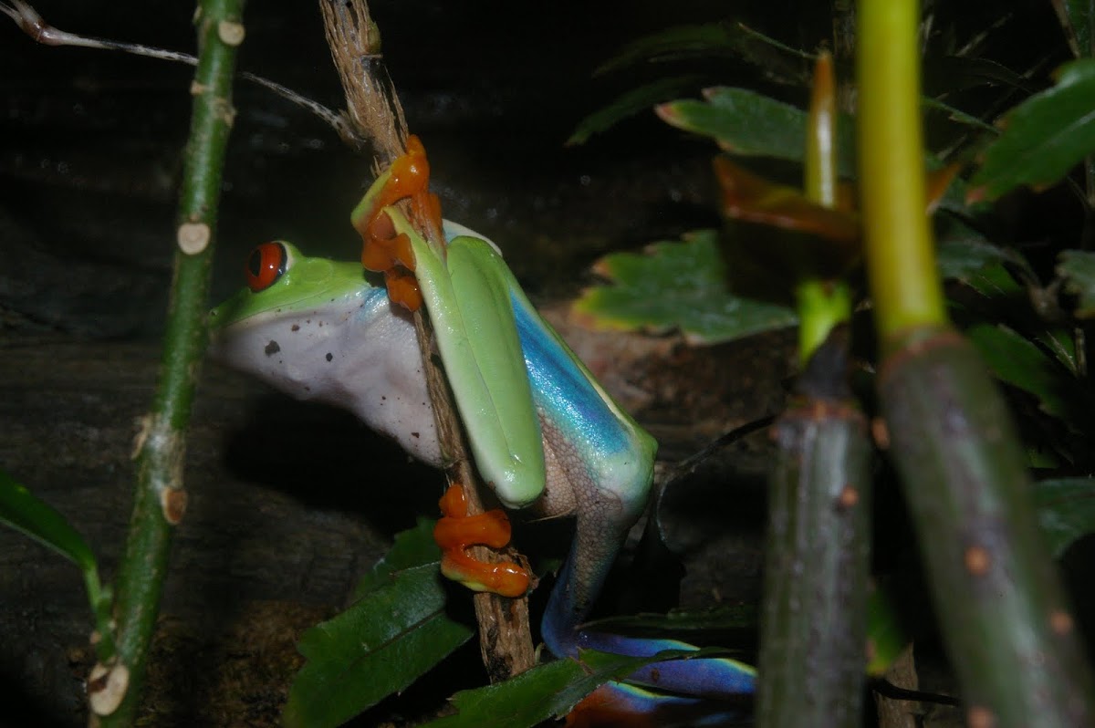 Red Eye Tree Frog Project Noah