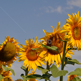 In the sun by Adriana Bleau - Flowers Flowers in the Wild