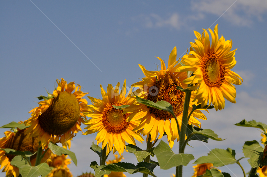 In the sun by Adriana Bleau - Flowers Flowers in the Wild