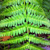 Marsh wood Fern