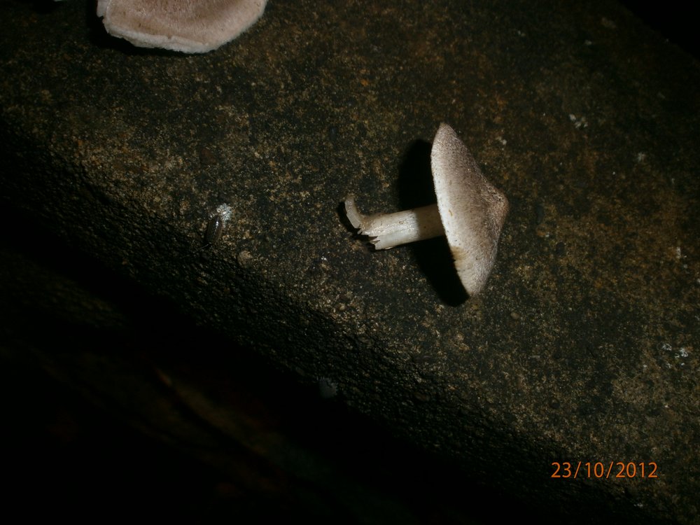Fibrecap mushroom?