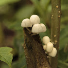 Fungi