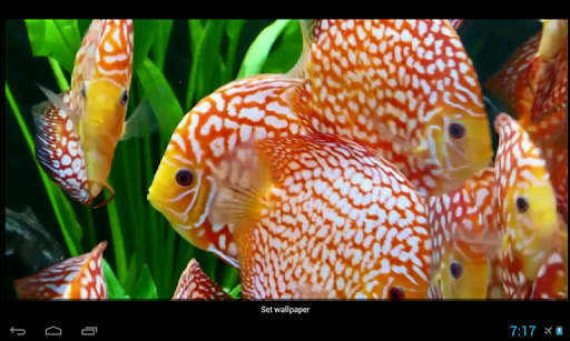 【免費個人化App】Discus Live Wallpaper Free-APP點子