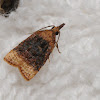 Black-shaded Platynota moth