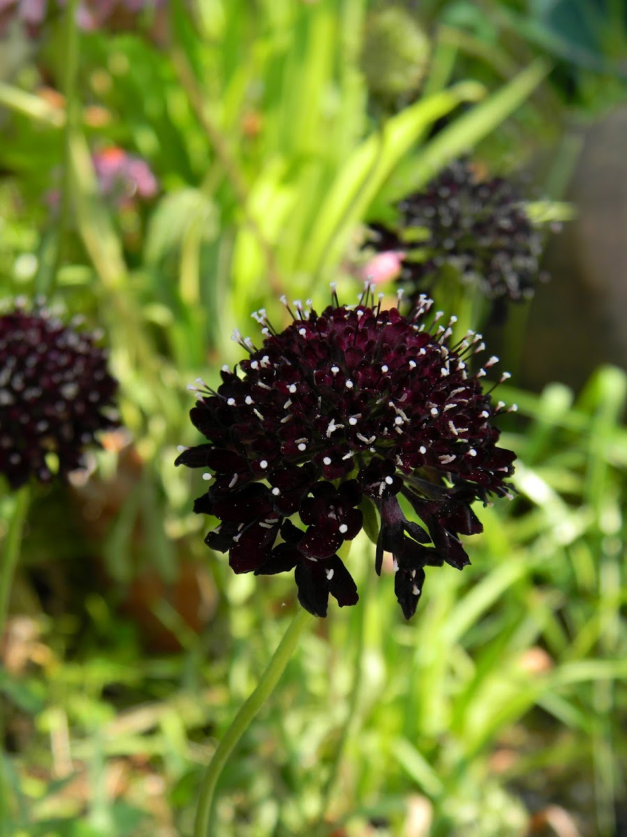 Scabious Ace of Spades