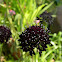 Scabious Ace of Spades