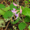bumblebee on vetch