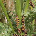 Cinnabar Moth (caterpillar)