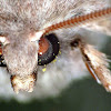 Rundflügel-Kätzcheneule