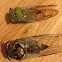 Superb Cicada