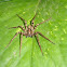 Wolf Spider