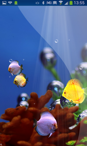 Reefs Cute Aquarium Discus HD