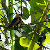 Burnished-Buff Tanager