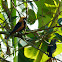Burnished-Buff Tanager