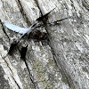 Common whitetail