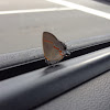 Red-banded Hairstreak(butterfly)