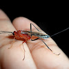 Parasitoid wasp