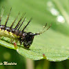 Midsize Eueides aliphera caterpillar