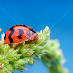 Lady Bug by Percy Photography - Novices Only Macro