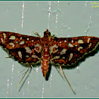 Sampaguita Webworm Moth