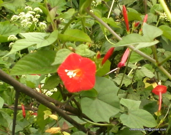 Small Red Morning Glory / Redstar / Starflower / Scarlet Morningglory Ipomoea coccinea