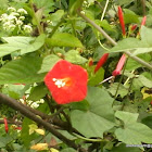 Small Red Morning Glory / Redstar / Starflower / Scarlet Morningglory Ipomoea coccinea