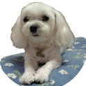 YuRi-FolderMusic(MP3P) logo