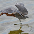 Reddish egret