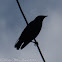 Spotless Starling; Estornino Negro