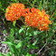 Butterfly Weed