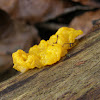 Witches' butter/Yellow brain