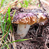 WOOD BLEWIT Mushroom