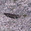 Rottnest Island Bobtail