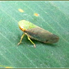 Tartessus Leafhopper