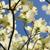 Dogwood Tree