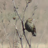 Purple Finch (female)