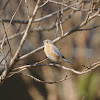 Eastern Bluebird