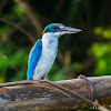 White-collared Kingfisher