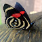 Mariposa,  Little Callicore butterfly, borboleta