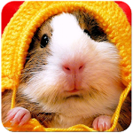 Hamster Wallpaper Apk