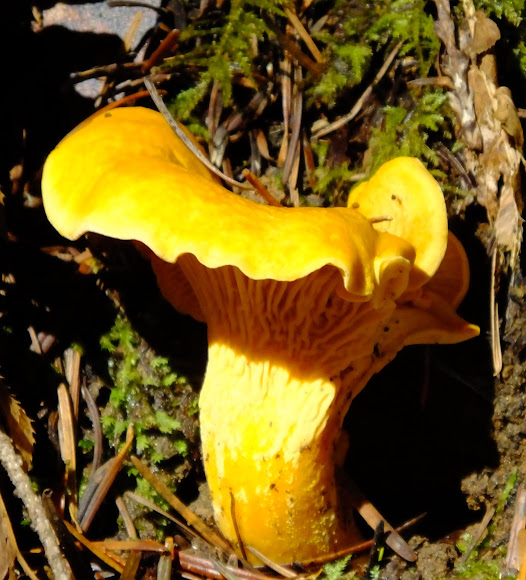 Chanterelle Project Noah