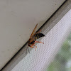 Eastern cicada killer