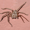 Giant crab spider
