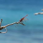 Dragonfly (Libellula)