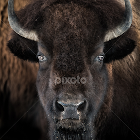 American Bison II by Abeselom Zerit - Animals Other Mammals