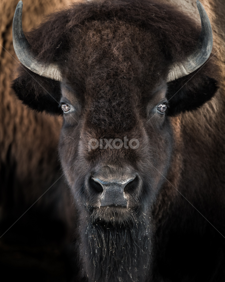 American Bison II by Abeselom Zerit - Animals Other Mammals