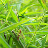 Wingless Meadow Katydid