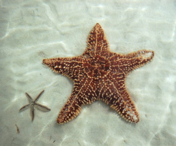 [starfish[4].jpg]